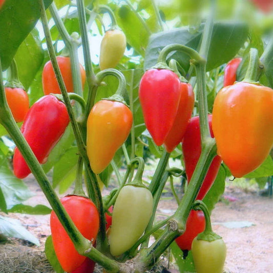Santa Fe Grande Hot Pepper Seeds, Guero Variety, Non-GMO, 100+ Seeds, Capsicum annuum