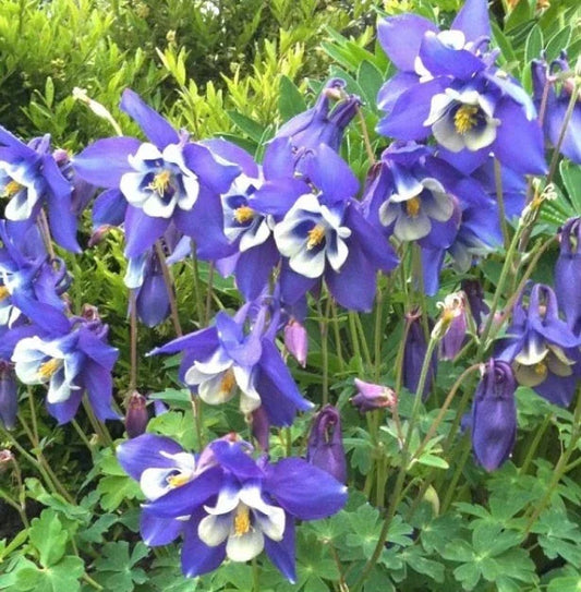 Columbine Seeds - 500 Non-GMO Blue Perennial Spring Blooms - Aquilegia caerulea