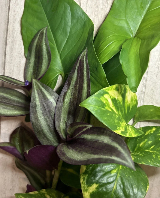 15 Rooted Plant Cuttings - Wandering Jew, Arrowhead Vines, Pothos - Indoor Houseplants for Easy Care and Decoration