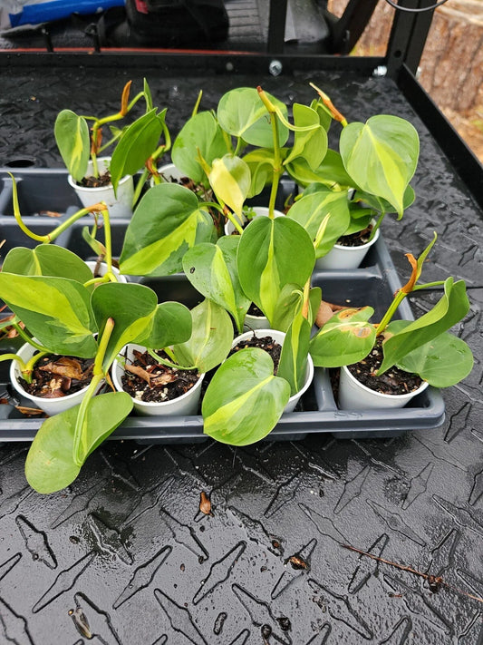 Pothos Plant - Variegated Brasil - Rooted Live Plant - Epipremnum aureum 'Brasil' - Indoor Houseplant