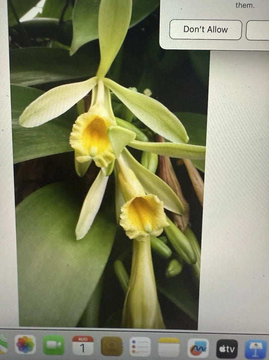 Vanilla Orchid Plant Cutting - 6 Inch Stem - Vanilla planifolia Vine