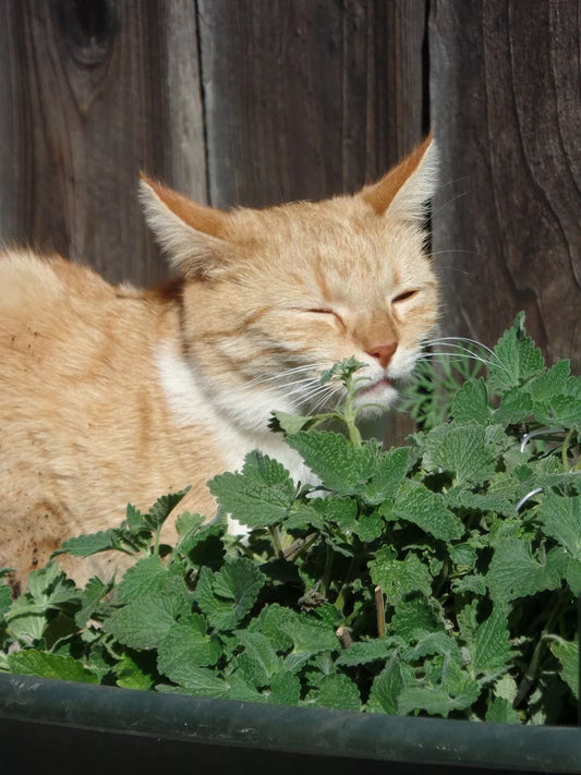 Catmint Herb Seeds - 1000 Pack - Catnip (Nepeta cataria) - Cat-Friendly Plant for Gardens and Indoor Pots