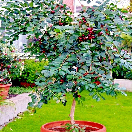 50 Strawberry Guava Tree Seeds, Edible Garden Fruit Plant, Psidium cattleianum, Tropical Fruit Seeds