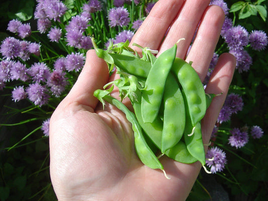 Sugar Snow Pea Seeds - 50 Count Packet, Dwarf Variety, Tender & Sweet - Pisum sativum