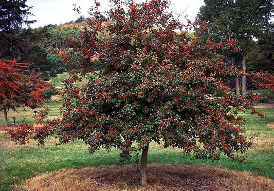 Deciduous Holly Live Plant Set of 2 - 16+ Inches Ilex decidua - Bare Root - Red Berry Producing Tree for Zones 5-9