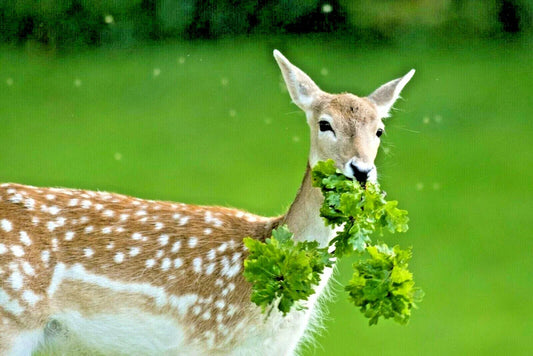 Deer Proof Wildflower Mix 1 OZ | 15 Varieties of Native Annuals & Perennials | Ideal for Pollinators & Native Gardens