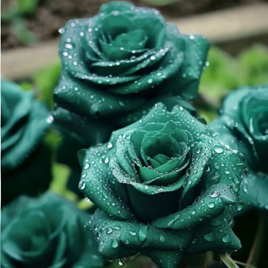 Scottish Green Rose Seeds - 20pcs Non-GMO Heirloom Variety - Ideal for Garden Planting - Rosa spp.