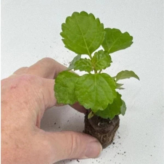 Plectranthus Swedish Ivy Green Live Rooted Starter House Plants - Ideal Indoor Plant for Home Decor