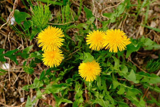 Dandelion Seeds Bulk - 2500 Seeds - Perennial Yellow Flower - Taraxacum officinale - GroCo USA