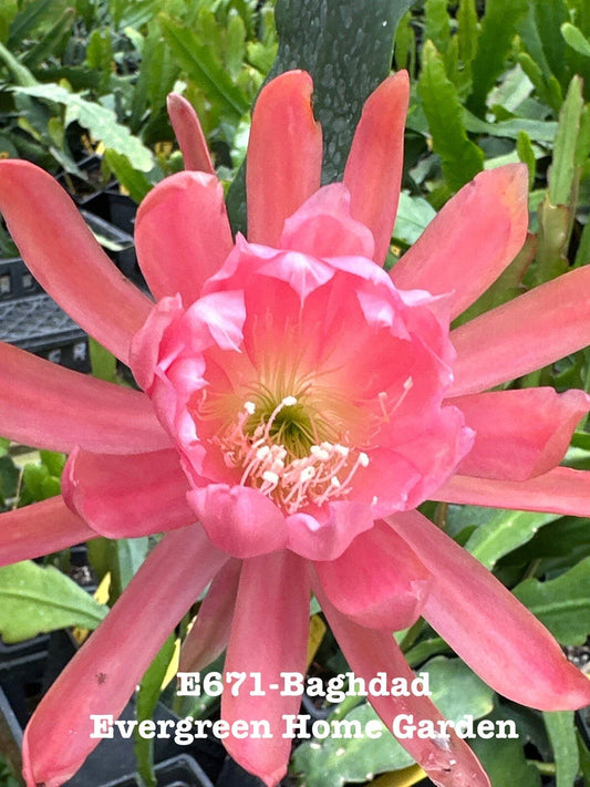 Epiphyllum Orchid Cactus "Baghdad" - 4" Starter Pot, Rooted Houseplant, Tropical Succulent, Easy Care Plant