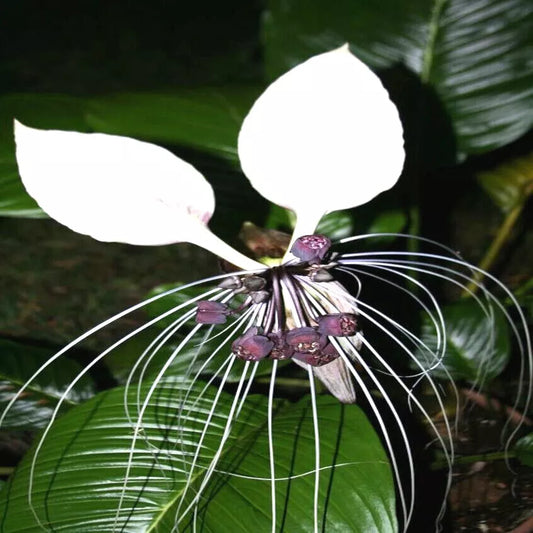 White Bat Orchid Flower Seeds - 10 Pack - Tacca Integrifolia - Exotic Tropical Houseplant
