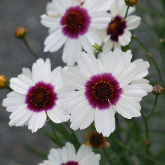 Coreopsis ‘Ice Wine’ Starter Plant - Perennial Flower - Live Plant for Garden - Coreopsis verticillata