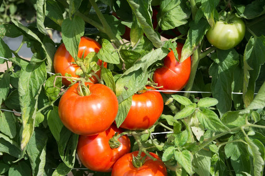 Rutgers Tomato Seeds, 30 Non-GMO Seeds, Jersey Variety, Lycopersicon esculentum