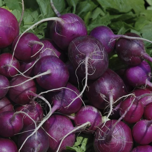 Purple Plum Radish Seeds, NON-GMO, Cruciferous Variety, Heirloom, Fast Growing, Garden Seeds, Free Shipping