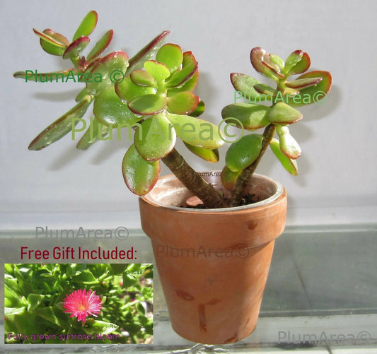 Rooted 12" Jade Plant Succulent, Crassula Ovata, Drought Resistant Houseplant, Easy Care Indoor Plant
