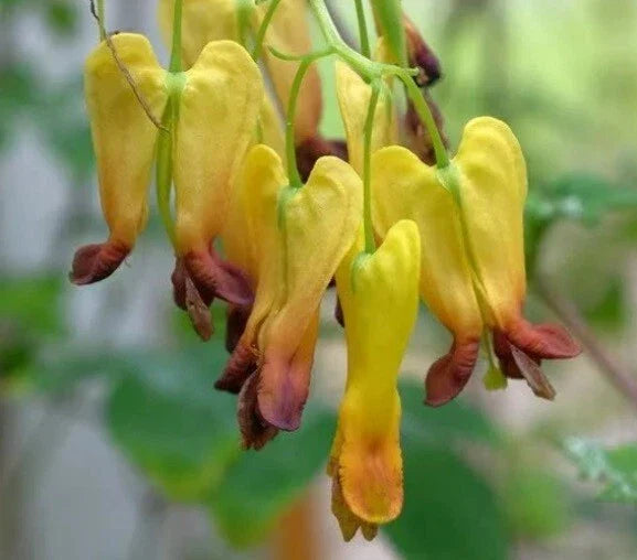 25 Bleeding Heart Seeds - Dicentra spectabilis - Shade Perennial Flower for Garden - Heart-Shaped Blooms