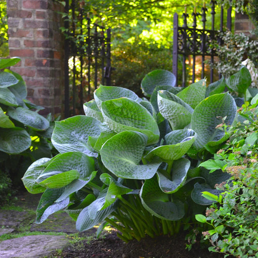 Hosta Plant in 5.25" Pot - Abiqua Drinking Gourd, Well Rooted Perennial for Shade, Cupped Leaves (Hosta 'Abiqua Drinking Gourd')