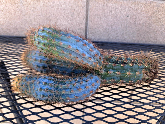 Pilosocereus Flexibilispinus Cactus Cutting 10" - Unique Blue Green Stem Succulent Plant for Propagation