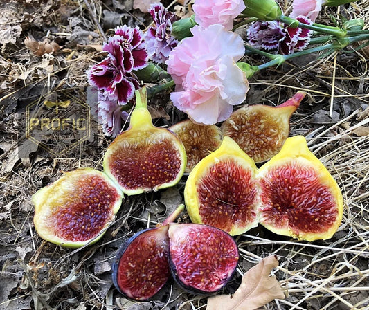 Live Fig Trees - 8 Cold Hardy Varieties - Instant Orchard - Ficus carica