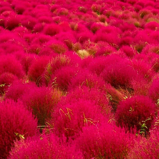 Red Globe Burning Bush Seeds - Kochia Scoparia - Summer Cypress Seeds for 2025 Planting