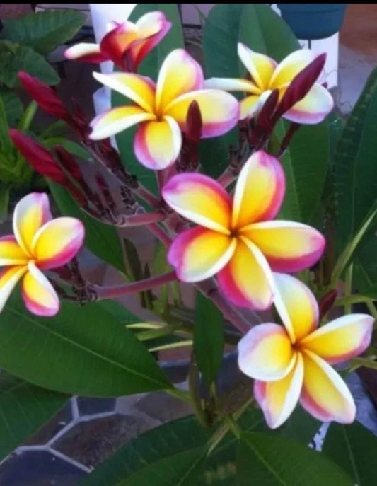 Multicolor Plumeria Plant in 3 Inch Pot, Rooted from Seeds, Fragrant Flowers, Plumeria spp.