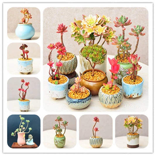 Rare Succulent Seeds, 100pcs Mixed Variety, Perfect for Gardens and Indoor Plants, Ideal for Collectors and Enthusiasts