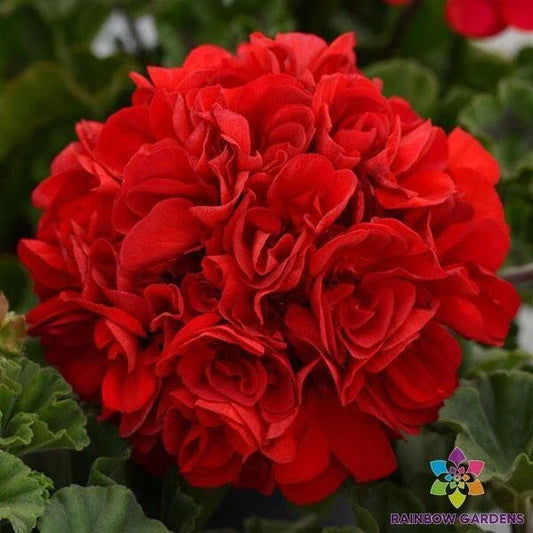 Presto Dark Red Geranium Seeds - 25+ Pack for Garden Planting - Pelargonium hortorum - USA