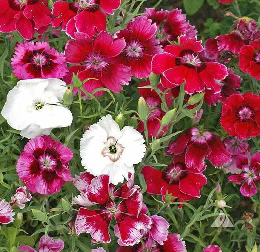 Sweet William Seeds - Dwarf Baby Doll Mix - Fragrant Pinks - Dianthus barbatus - 200 Count