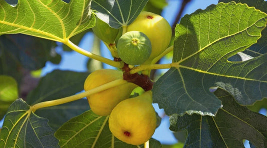 Yellow Long Neck Fig Seeds - 100+ Count for Garden Planting - Ficus carica - USA Grown - Free Shipping