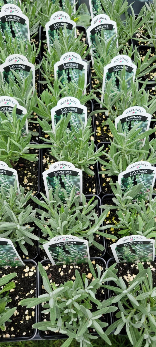 Lavender Plant 4" Pot Exceptional Lavandula X Intermedia Healthy Well-rooted