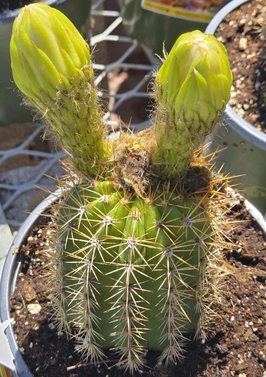 Echinopsis Golden Torch Cactus Seeds - 30 Pack - High Germination Rate - Ideal for Cactus Gardens and Terrariums