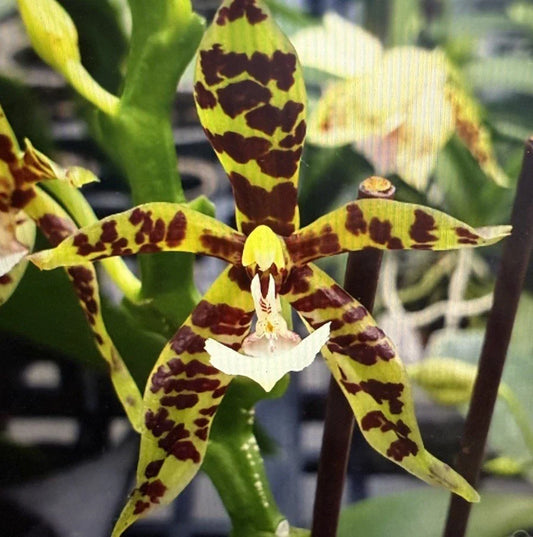 Orchid Plant Division - One Surprise Orchid - Bare Root - No Pot or Tag - Perfect for Collectors - Ideal for Home Decor