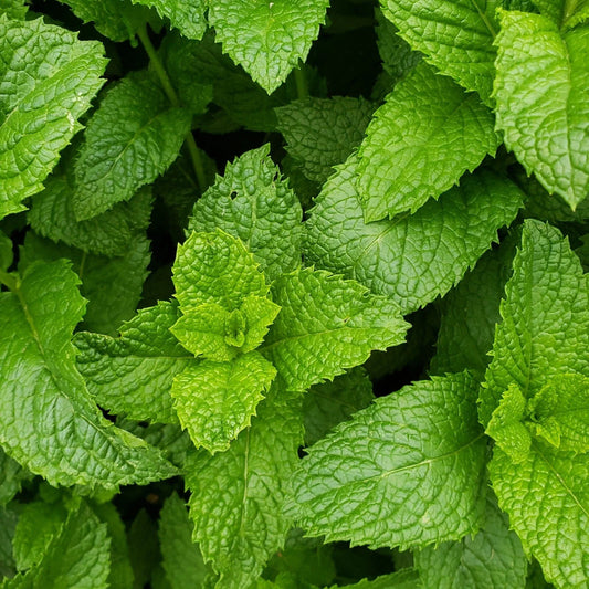 Live Peppermint Plants - Edible Aromatic Herb - Bare Roots - Mentha × piperita - 3 Healthy Herb Plants