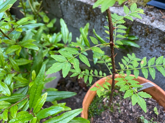 Japanese Pepper Tree Cuttings - 6 Fresh Sansho Cuttings - Zanthoxylum piperitum - Culinary Herb for Flavorful Dishes