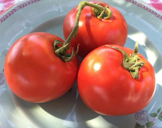 Homestead Tomato Seeds, 50 Heirloom NON-GMO Seeds, Solanum lycopersicum, Free Shipping