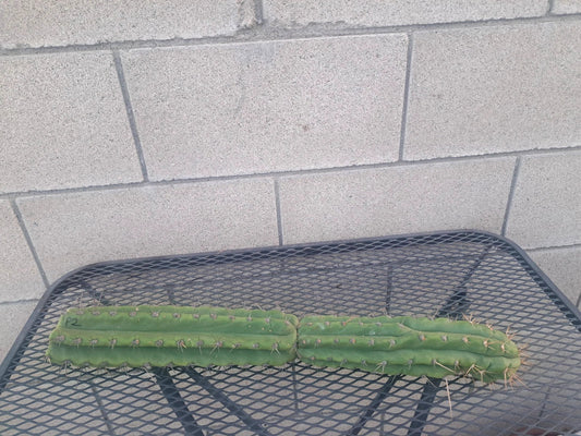 Cereus Peru Cactus Cutting, 21 cm, Unique Columnar Variety, Cereus peruvianus