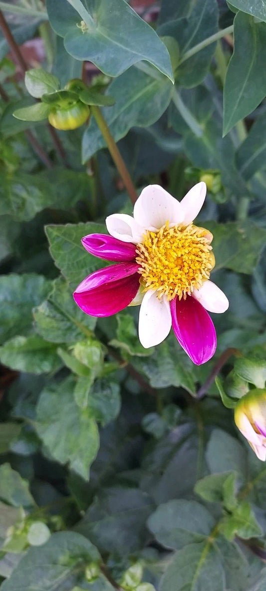 Dahlia Bulb Tuber - Twyning Smartie Daisy Mix - Pink & White - Garden Flower Plant