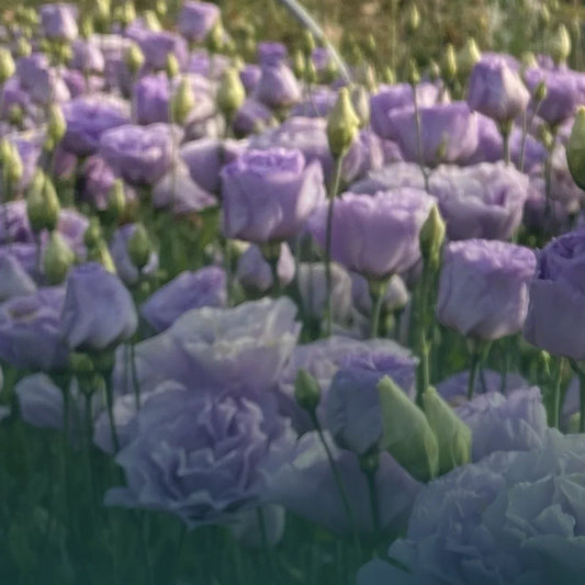 Lisianthus Live Plant Plugs - Colorful Variety Collection, Well Rooted - Eustoma grandiflorum