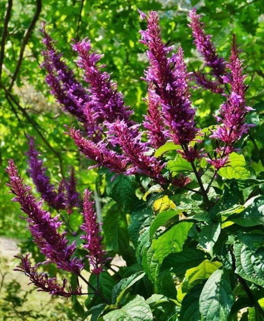 Purple Firespike Plant Cuttings - 6 Organic Butterfly Hummingbird Garden Gift - Odontonema strictum