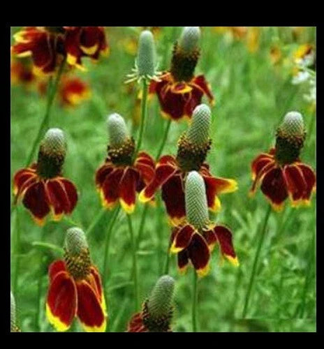 Mexican Hat Seeds - 100 to 2,000 Count - Ratibida Columnaris - Native Wildflower for Garden & Landscape