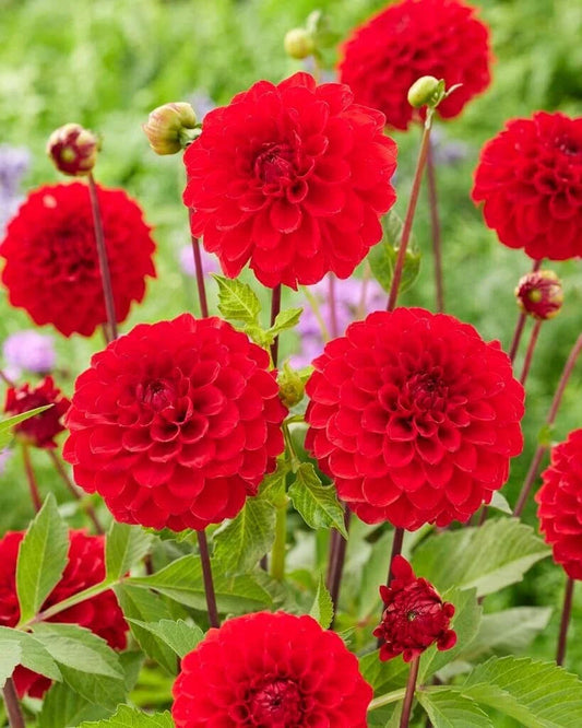 Dahlia Ball Tubers 3 Large Red Cap Tubers for Planting (Dahlia variabilis)