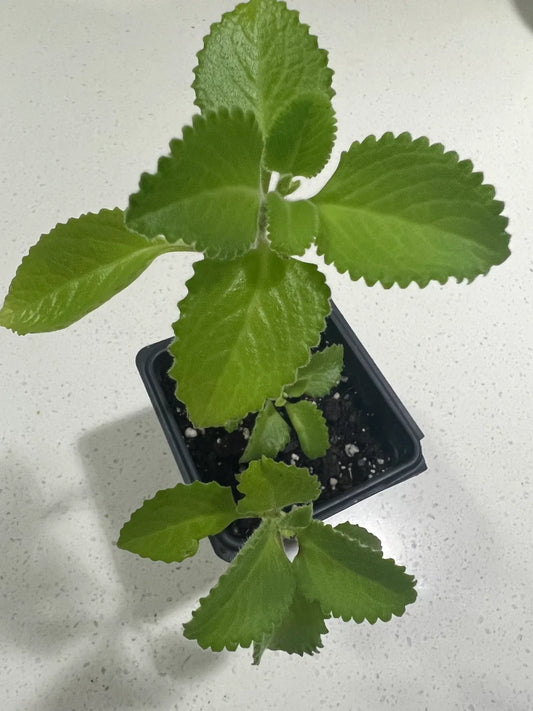 Cuban Oregano Plant - 5 to 7 Inches - Mexican Mint - Spanish Thyme - Well Rooted - Plectranthus amboinicus