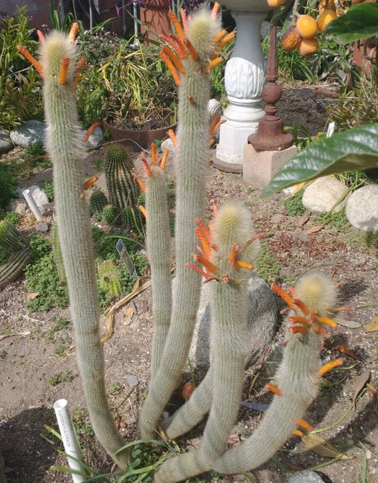 Cleistocactus Hyalacanthus Frosty Torch Silver - 1 Double Arm Rooted Rare Orange Cactus Plant