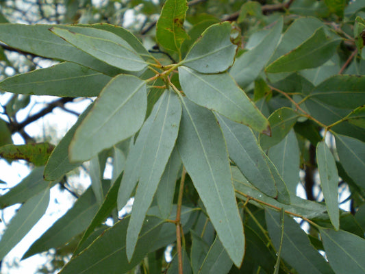 LEMON EUCALYPTUS TREE SEEDS - 7 Seeds Per Packet - Aromatic & Medicinal - Eucalyptus citriodora