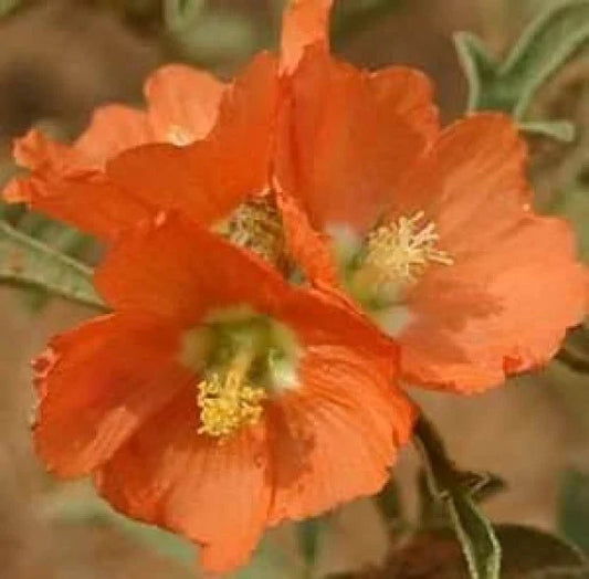 Scarlet Globe Mallow Seeds - 15 Fresh Rare Seeds - Prairie Mallow (Sphaeralcea coccinea) - Free Shipping