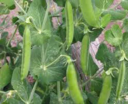 Pea Seed - Heirloom Non-GMO Little Marvel - 100+ Seeds - Perfect for Home Garden - Pisum sativum