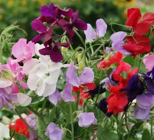 Dwarf Sweet Pea Seeds - 20+ BIJOU Royal Mix Heirloom Wildflowers - Lathyrus odoratus