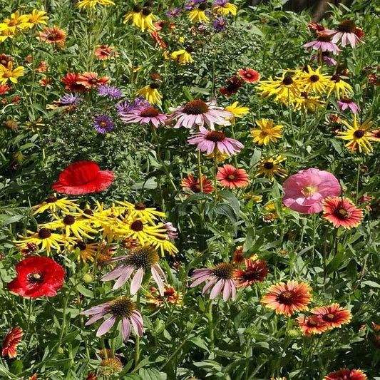 Wildflower Seeds Mix - 19 Species, Midwestern Garden or Meadow, Native Flowers - Free Shipping
