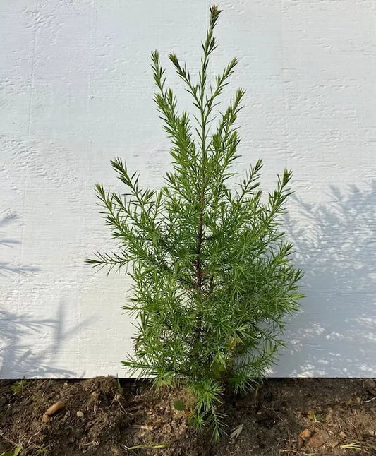Eastern Red Cedar Trees 5 Live Rooted – Juniperus Virginiana – Southern Alabama