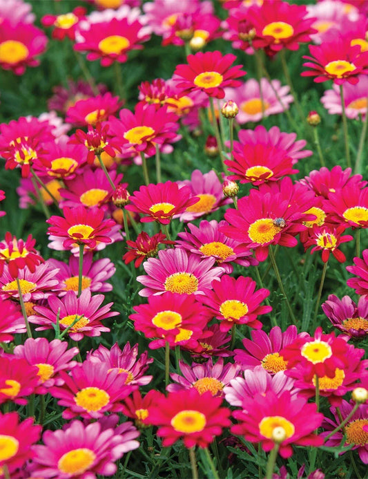 Bright Pink Marguerite Daisy Seeds - 200+ Count - Leucanthemum x superbum - Garden Flower Seeds - USA